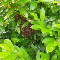 20200626_bienen.jpg
